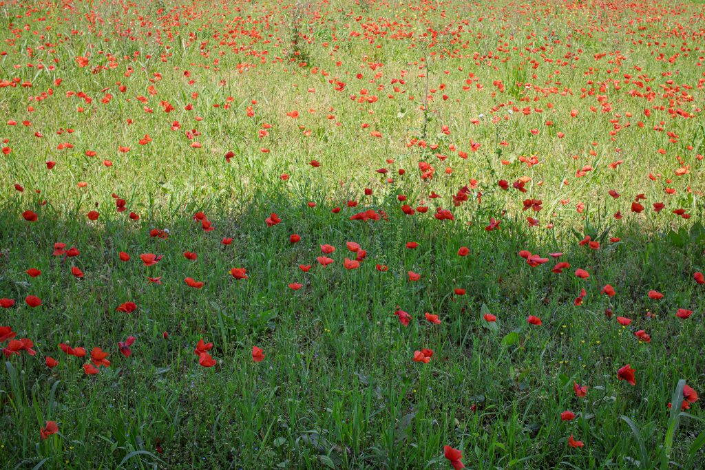 We rounded a bend and the road just burst into red. No fences. No signs. Just wild.
